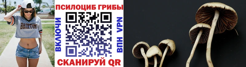 Псилоцибиновые грибы Magic Shrooms  где купить наркоту  Черноголовка 